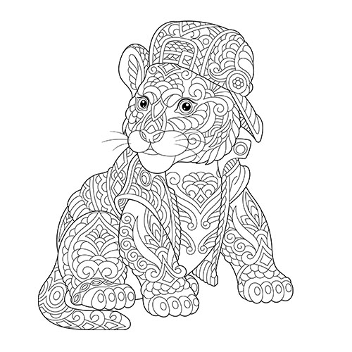 猫狗合集