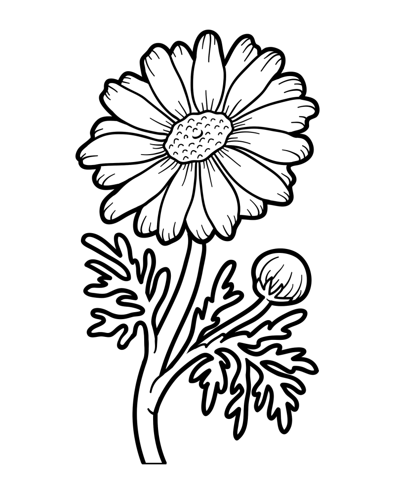 花枝-苹果菊