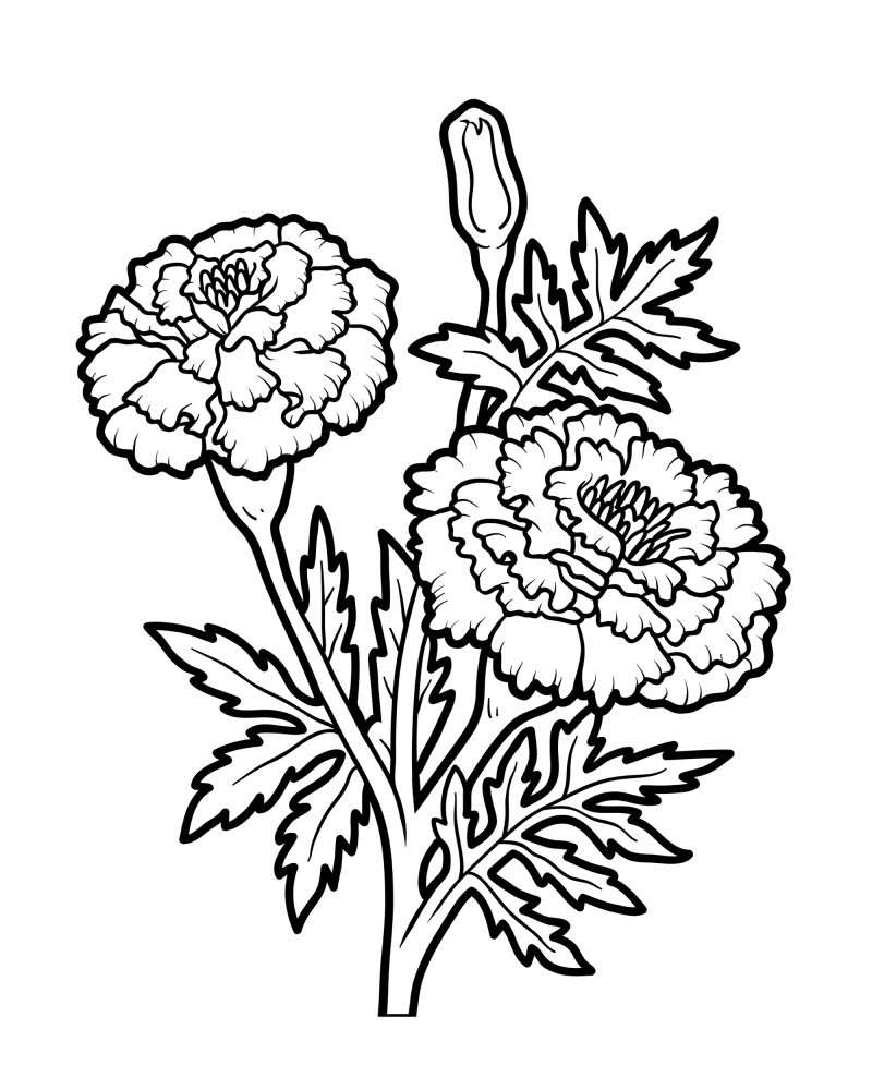 花枝-万寿菊