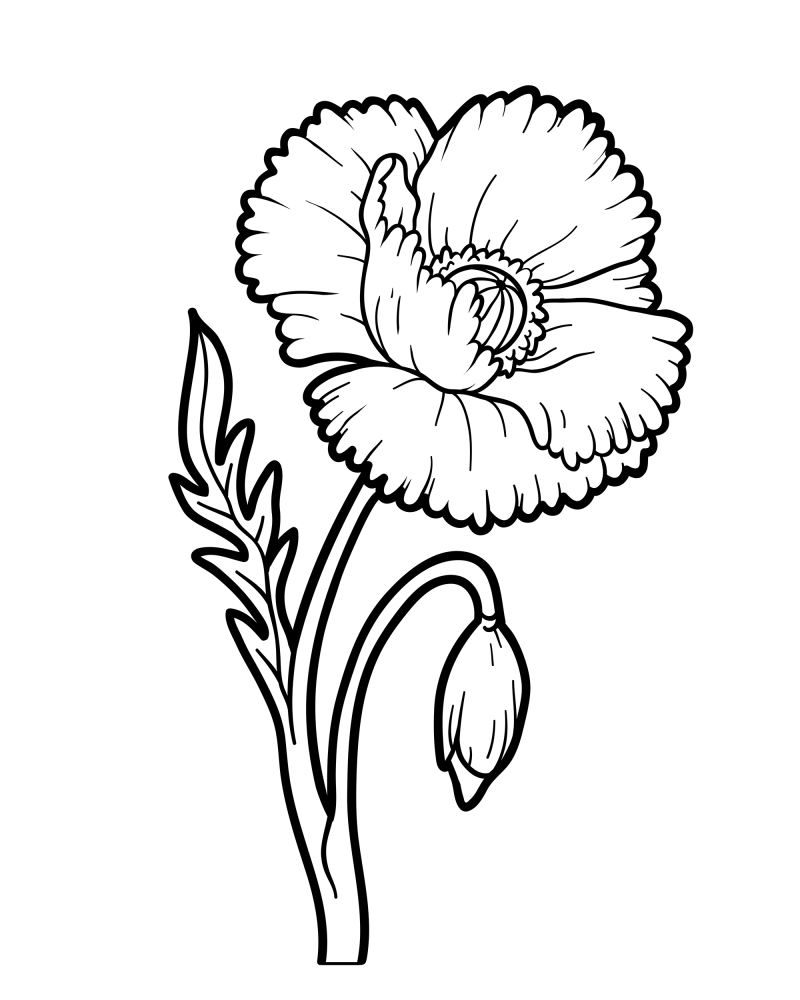 花枝