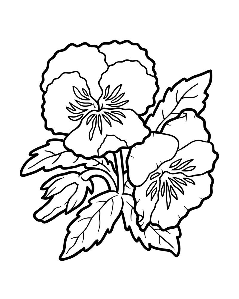 花枝-三色堇