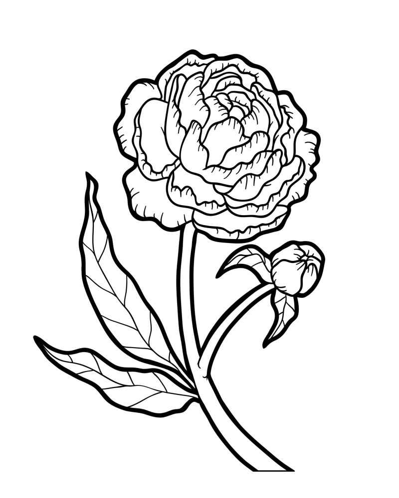 花枝-牡丹