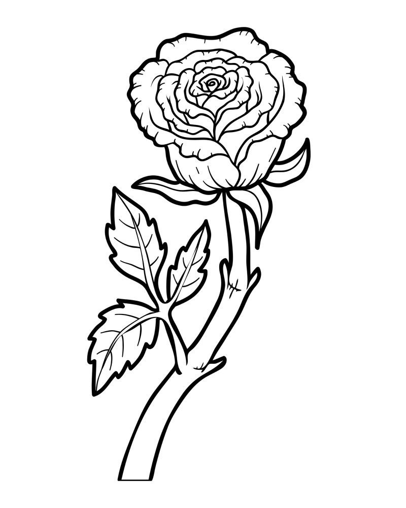 花枝-玫瑰