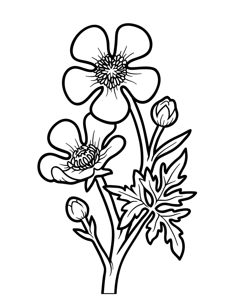 花枝-毛茛