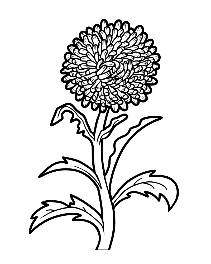 花枝-紫菀