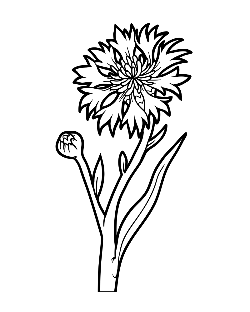 花枝-矢车菊