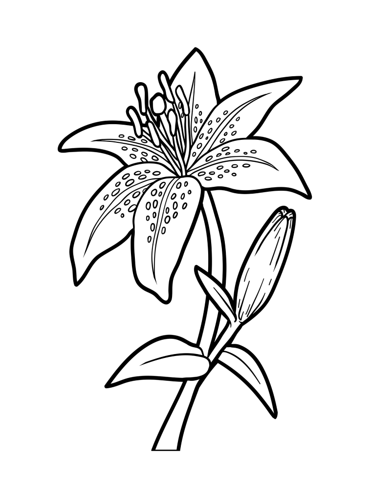 花枝-百合花