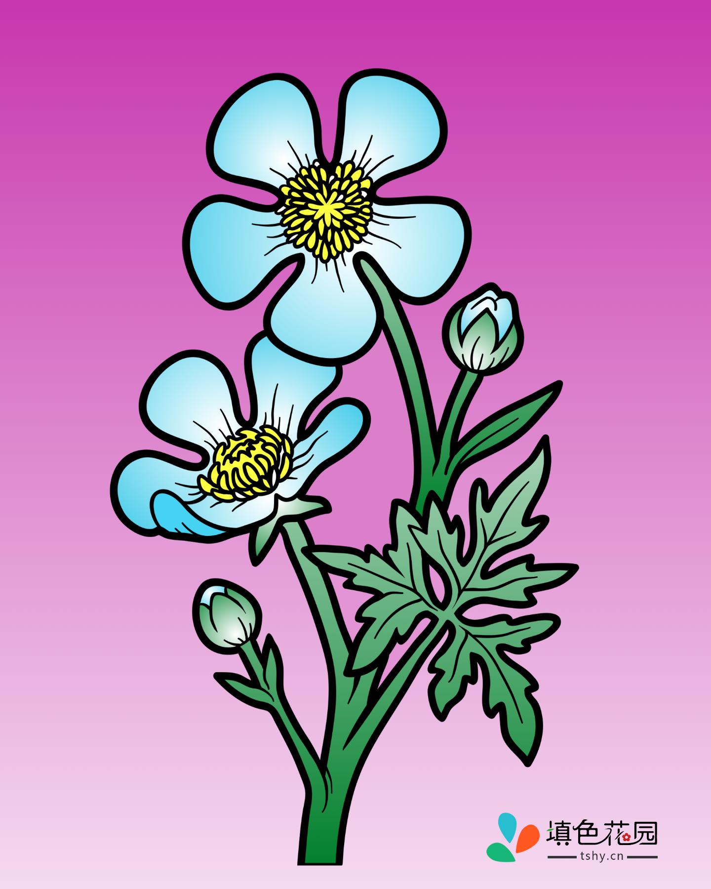 花枝-毛茛